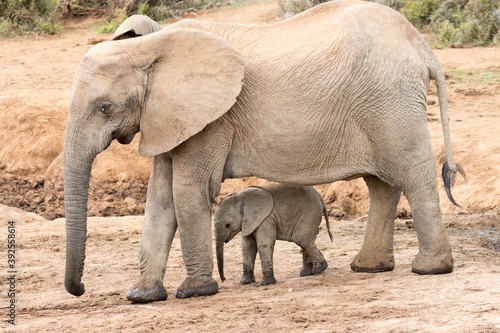 Addo Elephant National Park: very young calf elephant sticks close to its mother