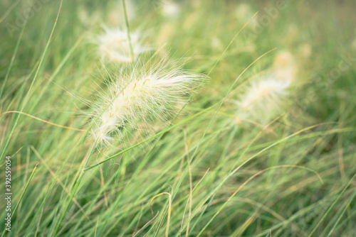 White flowering grass