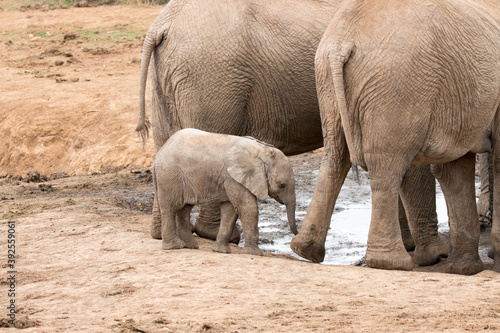 Addo Elephant National Park  very young calf elephant sticks close to its mother