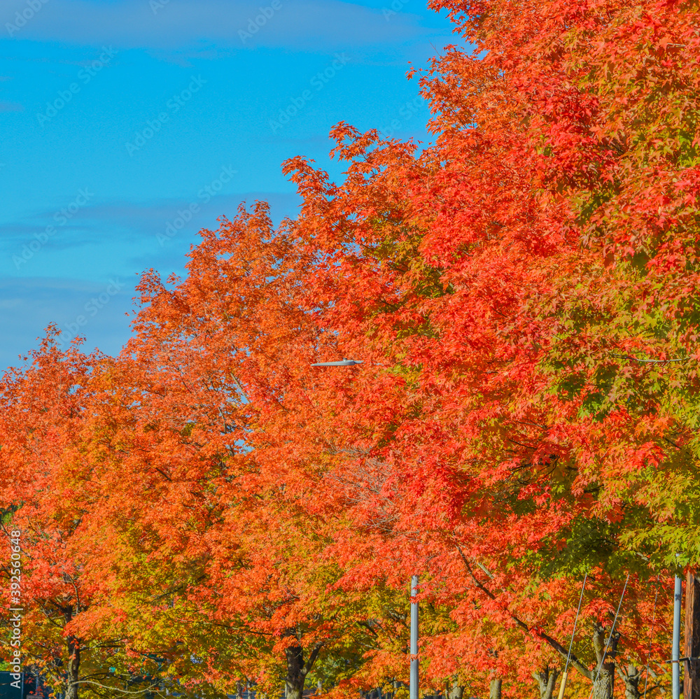 Autumn tree leaf colors in Renton, King County, Washington Autumn tree leaf colors in Renton, King County, Washington