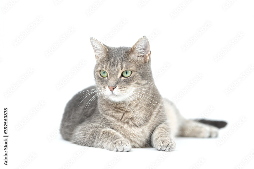 Adult grey tabby cat lying isolated on white background	