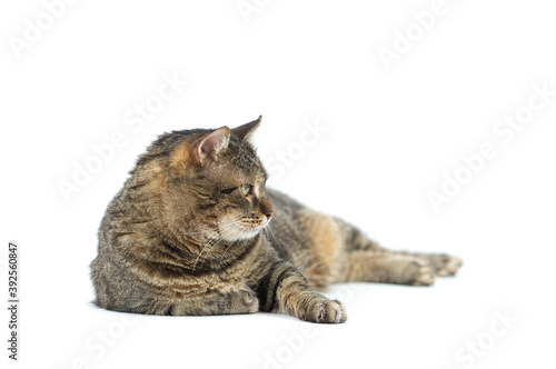 Adult grey tabby cat lying isolated on white background