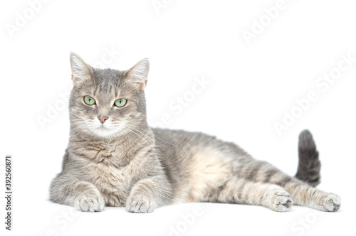 Adult grey tabby cat lying isolated on white background 