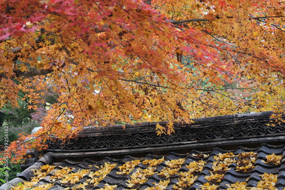Obraz premium 日本の秋の風景 紅葉狩り