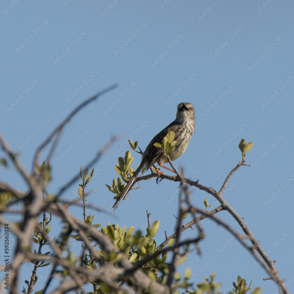 Addo Elephant National Park: Karoo prinia perched in tree singing to proclaim its territory Addo Elephant National Park: Karoo prinia perched in tree singing to proclaim its territory