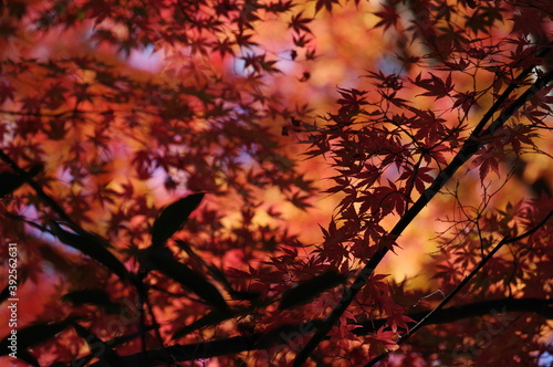 見頃を迎えた真っ赤な紅葉 © KATSU