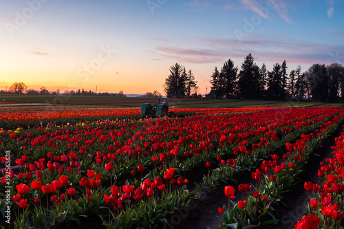 Blooming red tulips field in twilight