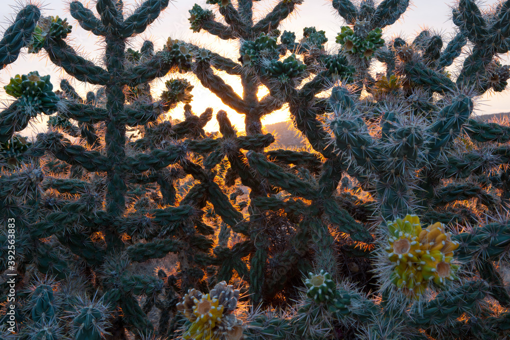 Obraz premium Cholla cactus at sunrise in Santa Fe County, New Mexico