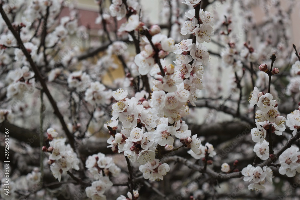 Tree blossoming, white flowers, Spring, tree flowering