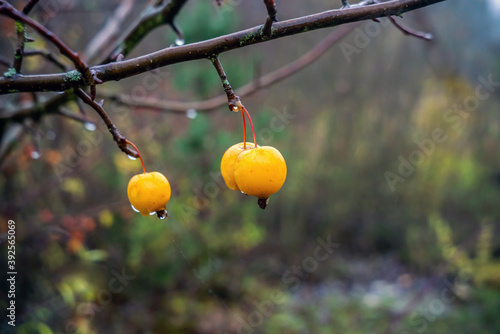Apples of Paradise tree with ripe fruits in autumn.