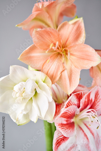 Fototapeta Naklejka Na Ścianę i Meble -  Flowers in big glass vase. Beautiful Blossoms of Amaryllis flower. Wild flowers - Hippeastrum. Vintage background