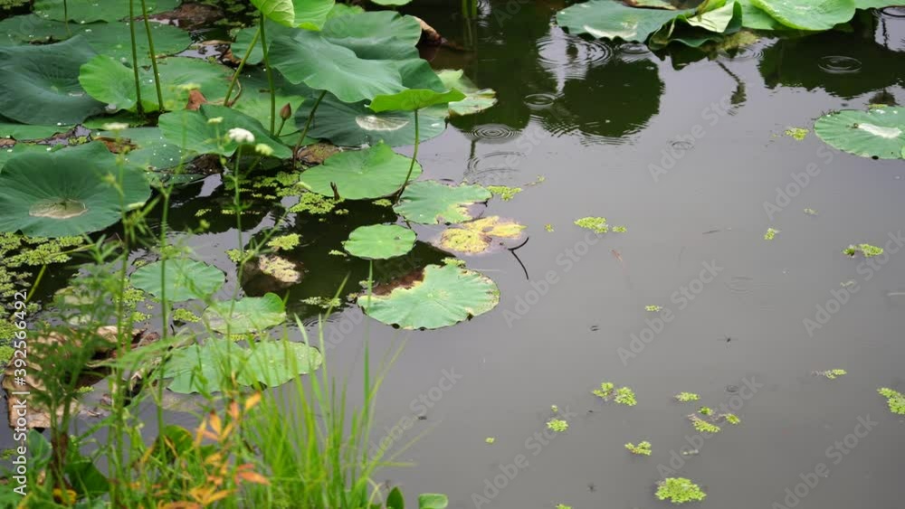 Rain over the Lotus pond. Natural background. Rain over the Lotus pond. Natural background.