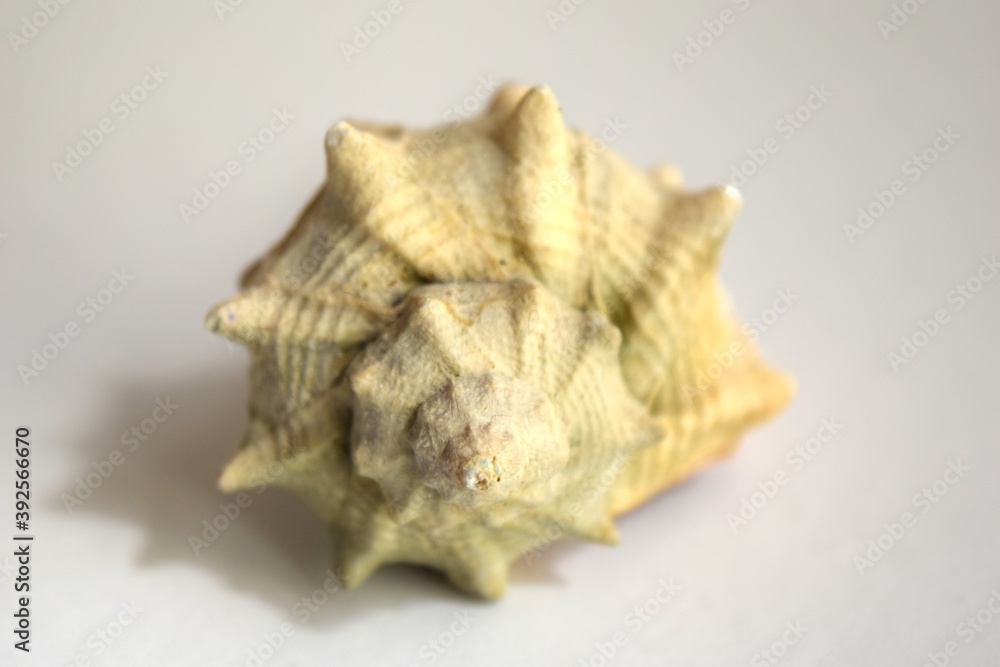 Beautiful sea shell on the white background, coastal decor, golden ratio Beautiful sea shell on the white background, coastal decor, golden ratio