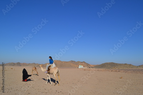 camel in the desert photo