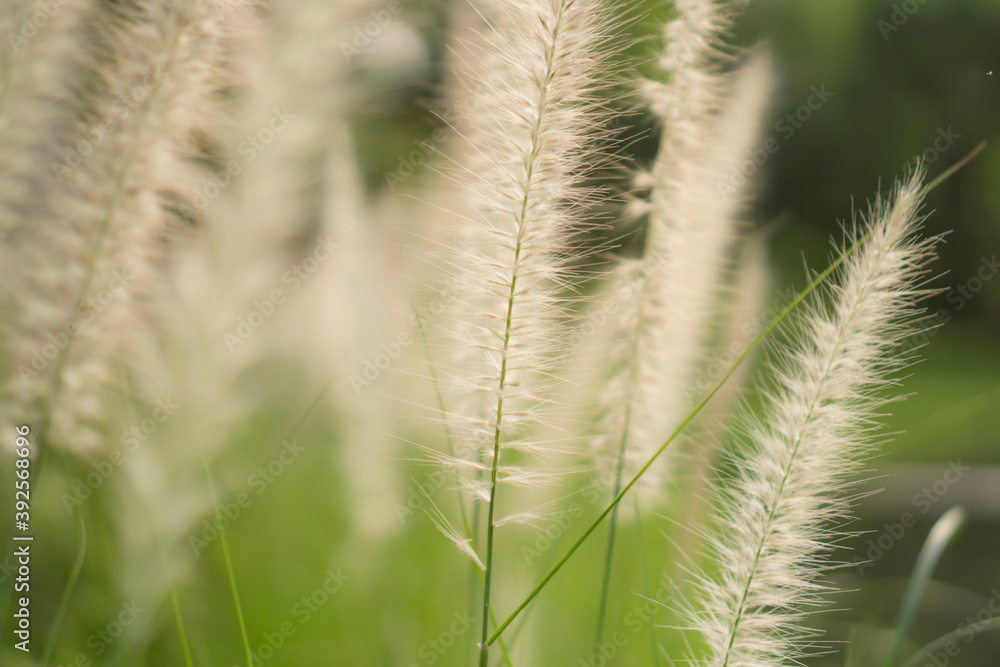 White petals of flower Crimson Fountaingrass, Pennisetum setaceum plant White petals of flower Crimson Fountaingrass, Pennisetum setaceum plant