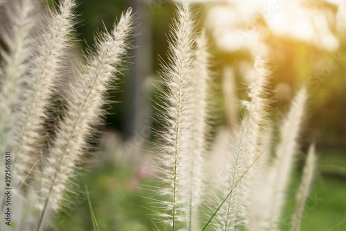 White petals of flower Crimson Fountaingrass  Pennisetum setaceum plant