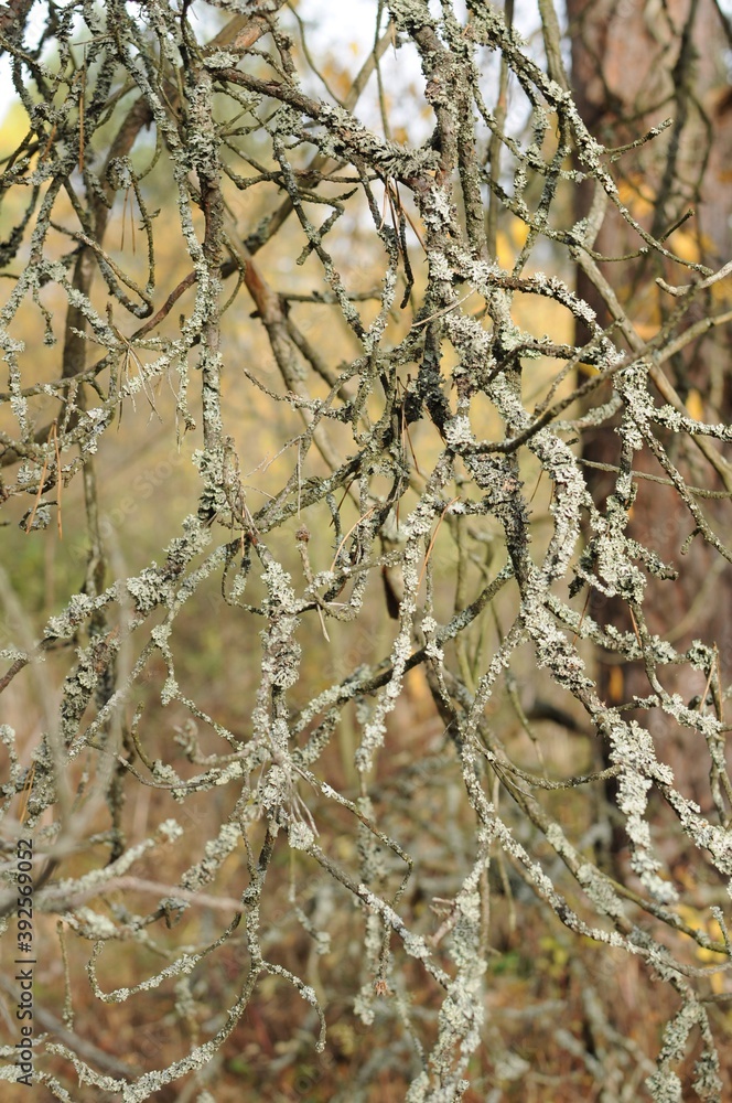 Dry, wide branch of a tree covered with gray lichen Dry, wide branch of a tree covered with gray lichen