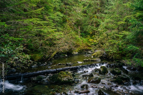 Stream in the Tongass National Forest