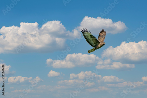 One common buzzard bird, bird of pray, buteo buteo, in flight against a blue sky and white clouds