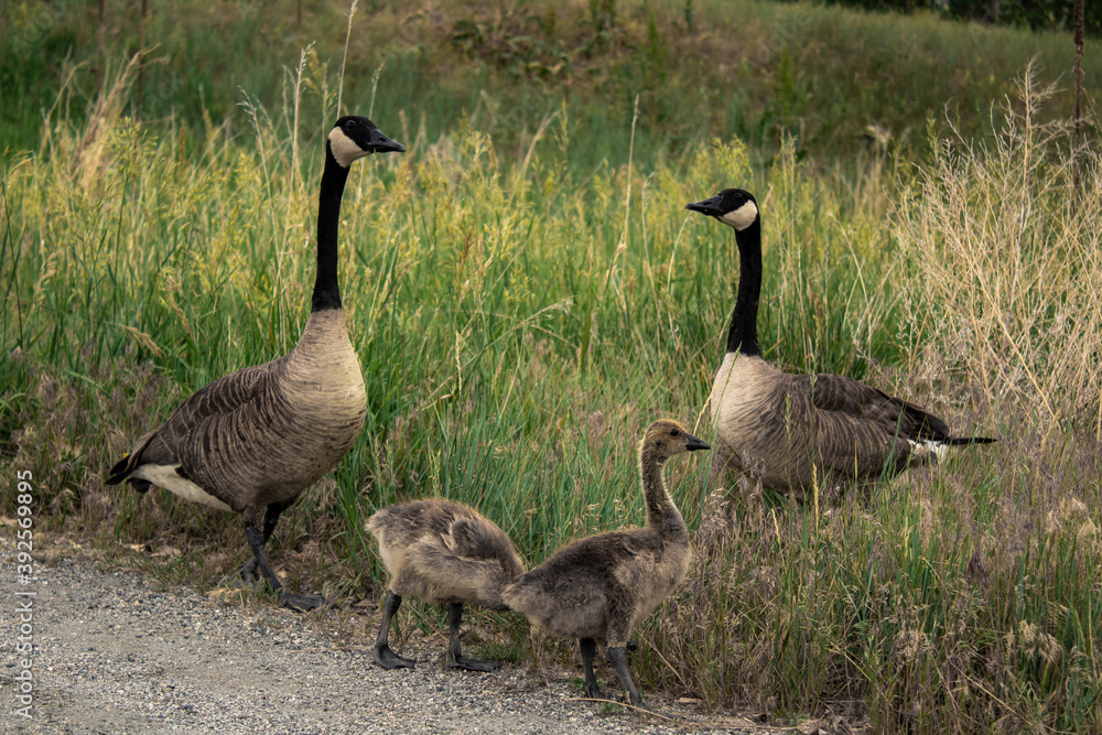 family portrait