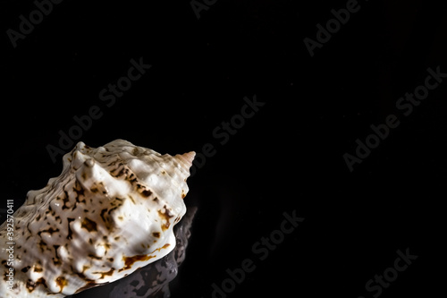 Seashell in the lower left corner with reflection on black glass. Selective soft focus. Copyspace.