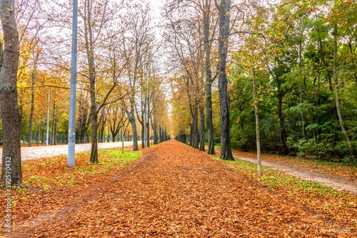 Autumn Park lane Leafs falling 