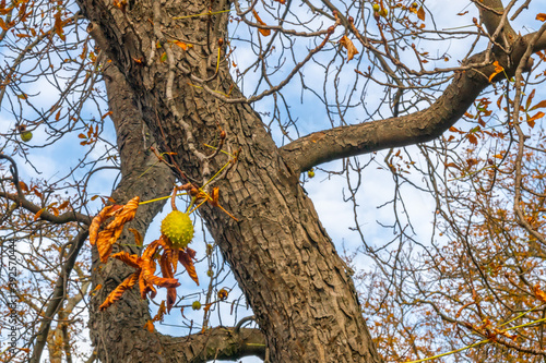 Chestnut tree with the last chestnut 