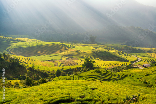 Terraced rice fields in Y ty, Sapa, Laocai, Vietnam prepare the harvest