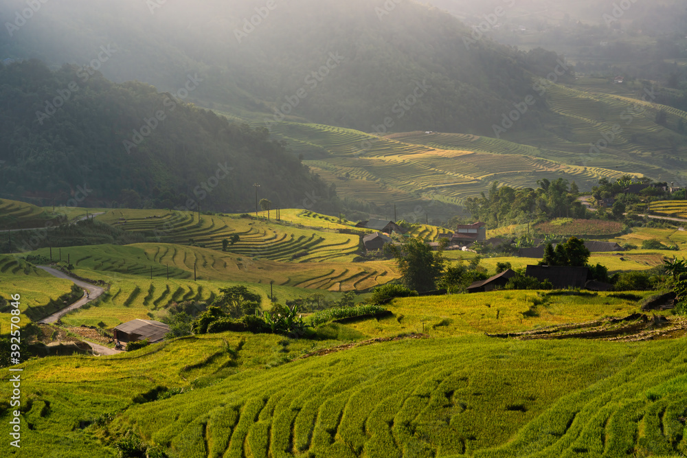 Terraced rice fields in Y ty, Sapa, Laocai, Vietnam prepare the harvest