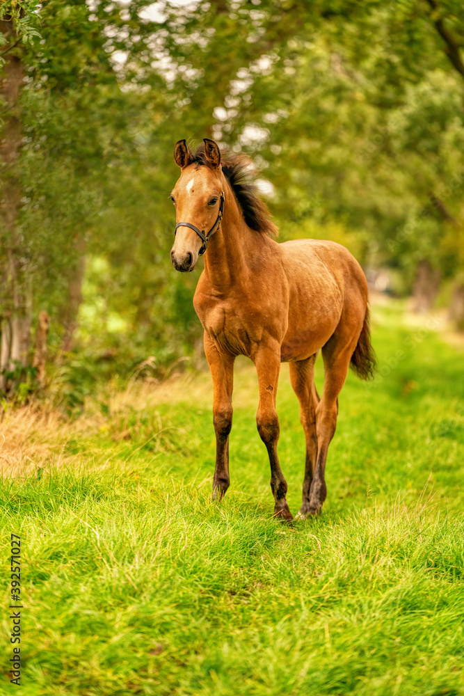 Portrait of buckskin foal, the horse with halter stands in the forest. Autumn sun Portrait of buckskin foal, the horse with halter stands in the forest. Autumn sun