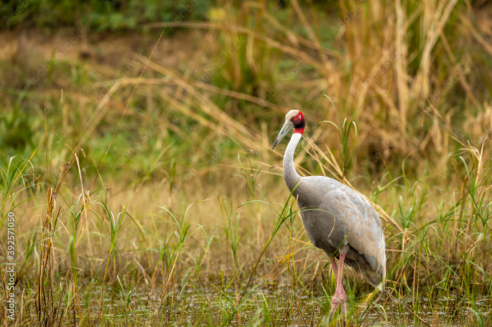Fototapeta premium sarus crane or Grus antigone portrait with water droplets in air from beak in natural green background during excursion at keoladeo ghana national park or bharatpur bird sanctuary rajasthan india