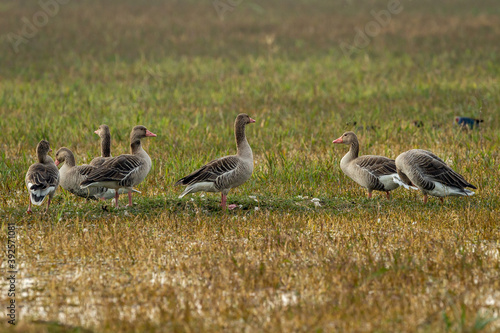 Greylag goose flock in open grass field and wetland of keoladeo national park or bharatpur bird sanctuary rajasthan india - Anser anser