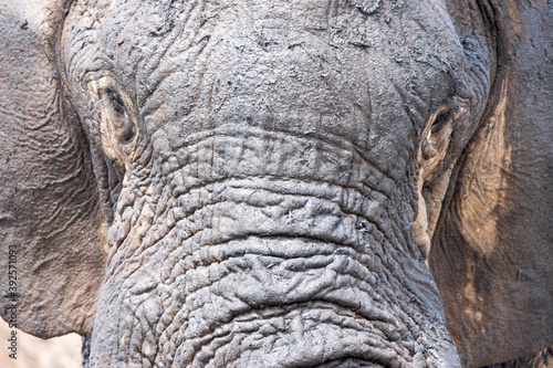 Addo Elephant National Park  close up of an elephant s forehead covered in wet mud