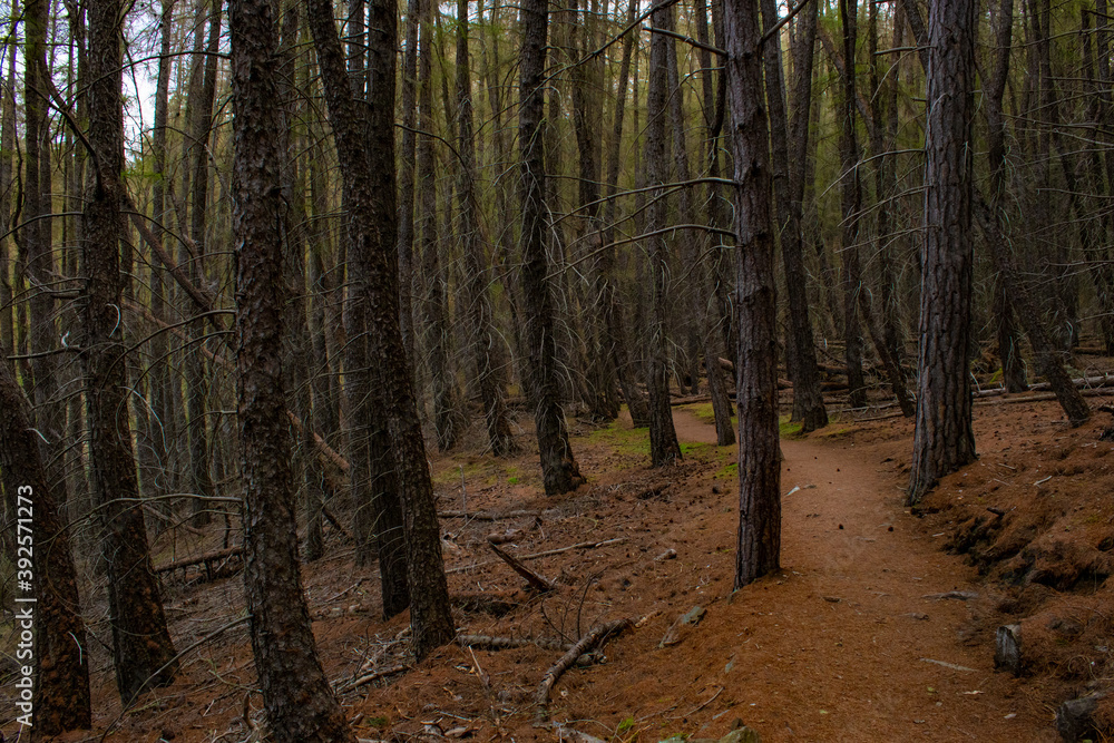 Obraz premium bare pine tree scattered through empty forest