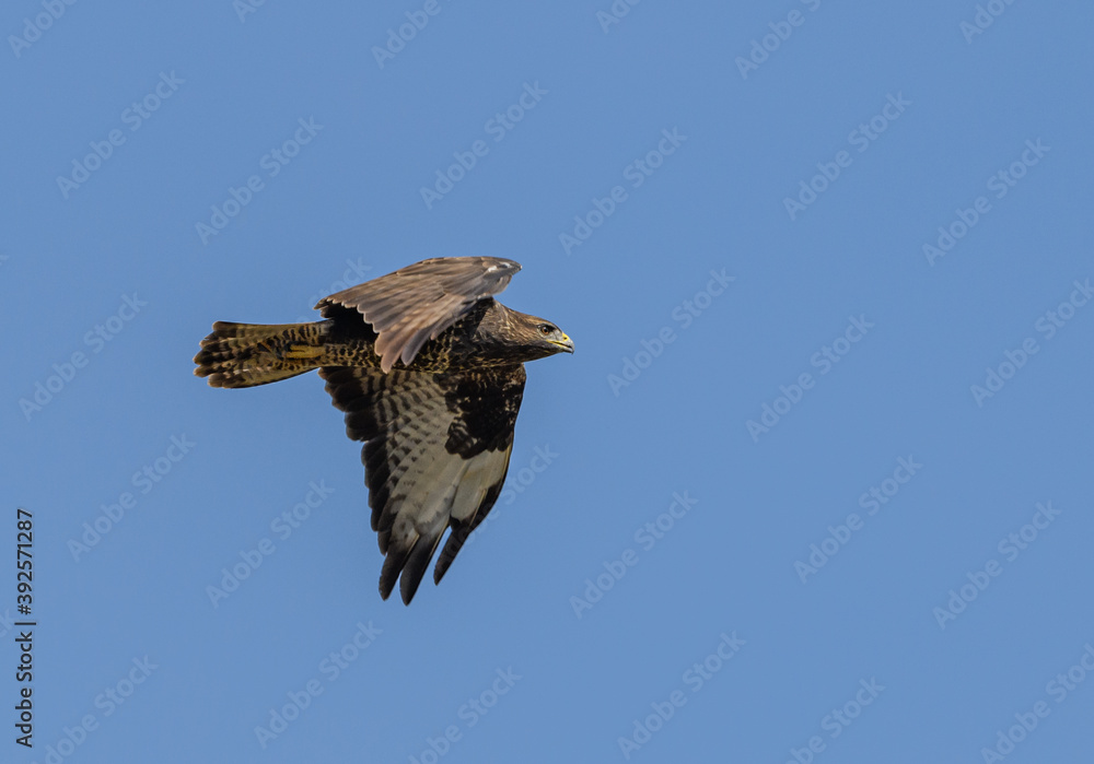 Obraz premium common buzzard (Buteo buteo) in flight