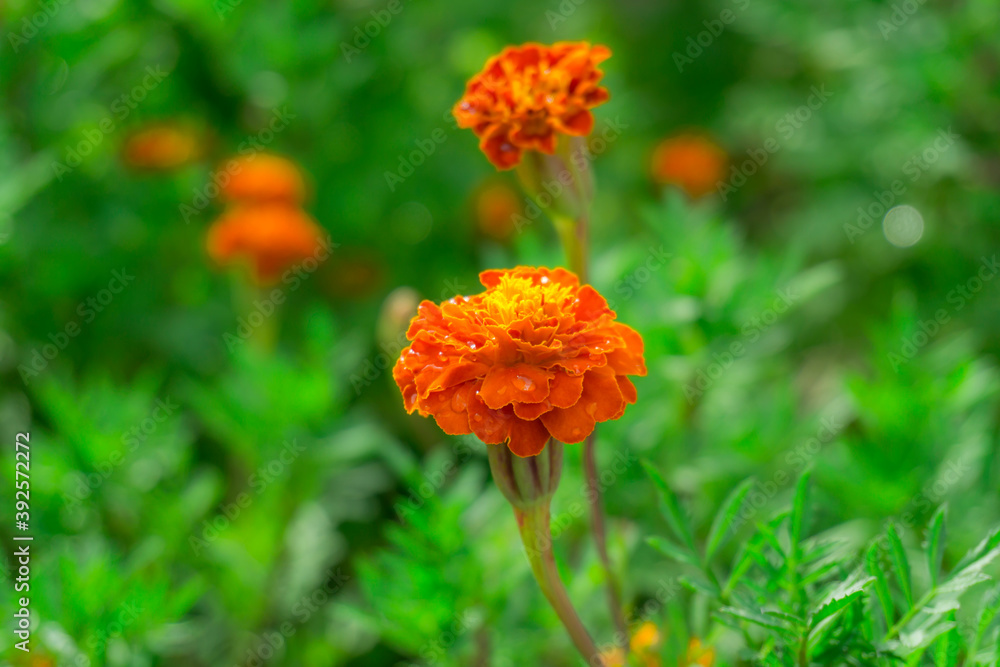 Orange petals of French Marigold flowering plant in Daisy family Orange petals of French Marigold flowering plant in Daisy family