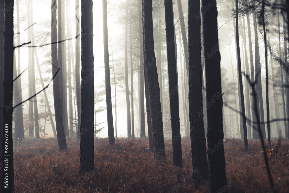 Hazy woodland with mystical fog and many orange leaves