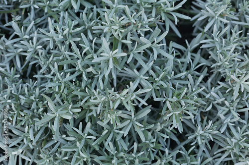 Blurred horizontal background. Lavender bushes in the morning sun, top view.