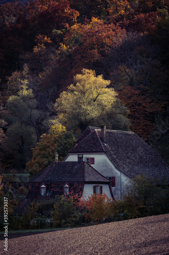 Fototapeta Naklejka Na Ścianę i Meble -  Goldener Herbst auf dem Land