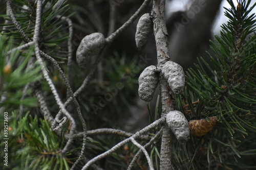The interesting composition of the pine cones on the pine tree in Sapporo Japan
