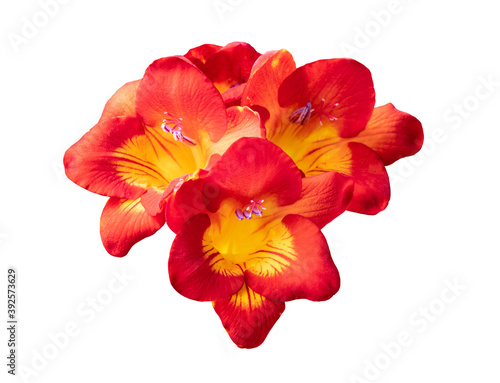 Isolated freesia flowers on white background