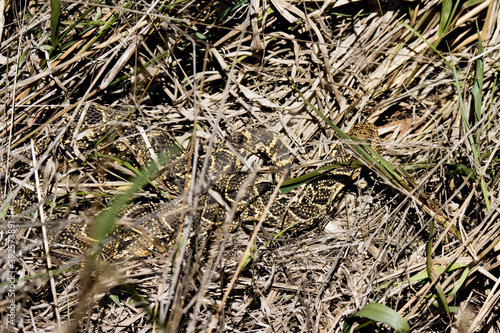 Addo Elephant National Park: Puffadder (Bitis arietans) camouflaged in grass waiting to ambush prey photo