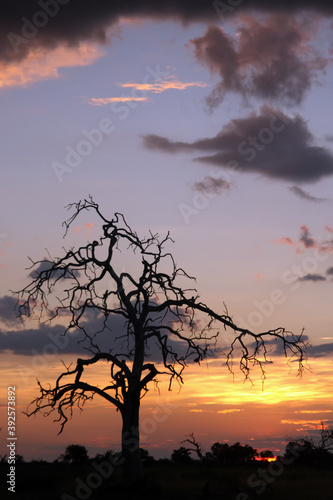 Lonely tree in bush in Okavango delta at sunset with orange and violet sky. Dry tree in the vast savannah at sunset. Typical sunset in the Okavango Delta.