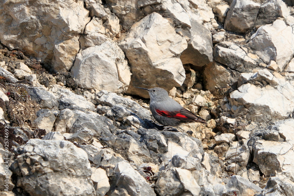 Mountain flying jewel, jumping on a rock looking for beetles and other bugs. Grey bird with red wings. Palava Hills, Czech Republic. Wallcreeper, Tichodroma muraria. Mountain flying jewel, jumping on a rock looking for beetles and other bugs. Grey bird with red wings. Palava Hills, Czech Republic. Wallcreeper, Tichodroma muraria.