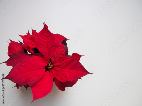 christmas decoration background for greeting card, red flowers plants poinsettia roses beautifully blooming, close-up