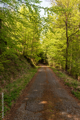 road in fresh springtime deciduous forest in Moravskoslezske Beskydy mountains in Czech republic