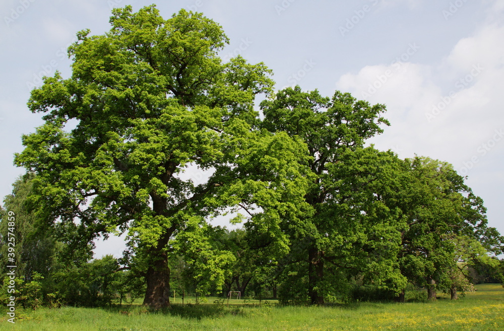 Giant oak trees in Chotoviny,South Bohemia,Czech republic,Europe
Giant oak trees in Chotoviny,South Bohemia,Czech republic,Europe