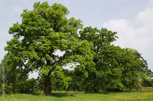 Giant oak trees in Chotoviny,South Bohemia,Czech republic,Europe 