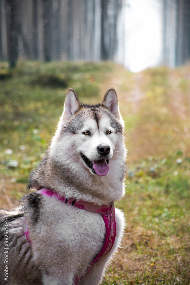 Gorgeous Alaskan Malamute female dog with pink harness. The animal is in the wilderness near Nidzica, Mazury region, Poland. Selective focus on the eyes of the pet, blurred background.