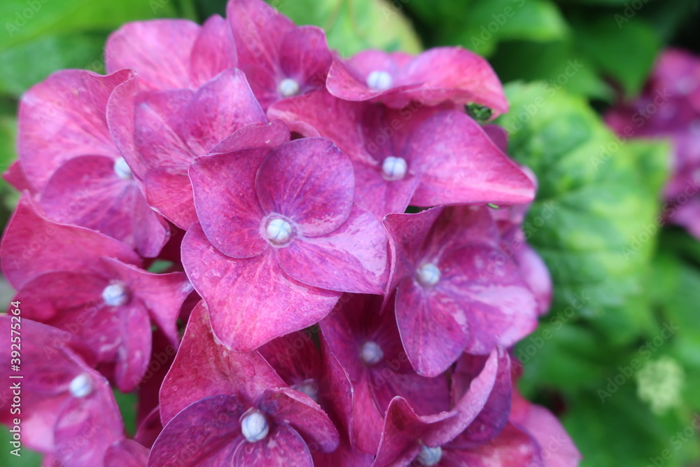 雨に輝く美しい紫陽花